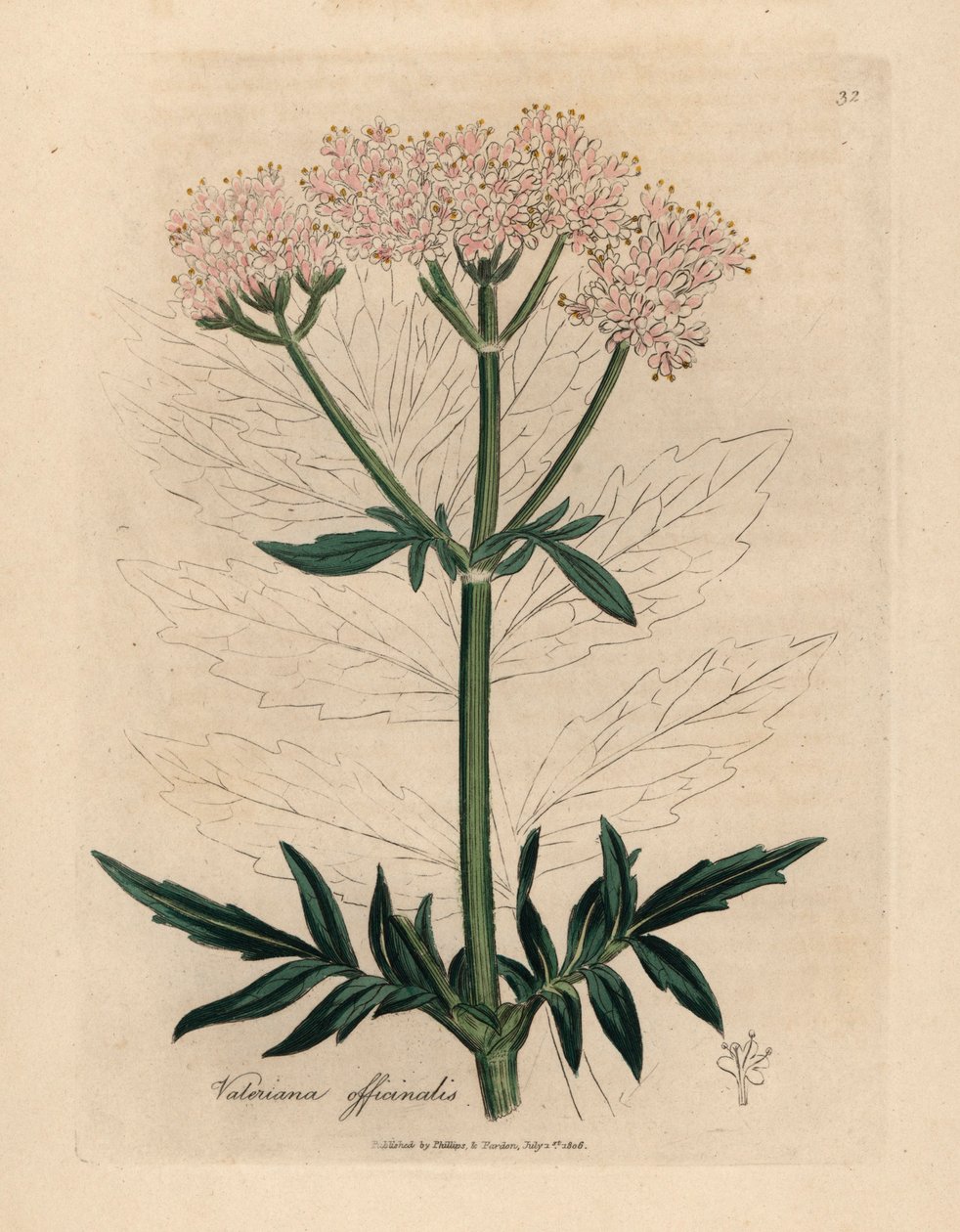 Rózsaszín virágú macskagyökér, Valeriana officinalis, James Sowerby botanikai illusztrációjáról William Woodville-ből és Sir William Jackson Hooker "Medical Botany" 1832-es művéből (kézszínű rézmetszet) alkotó: James (after) Sowerby