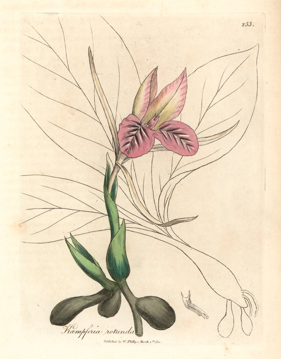 Rózsaszín virágú zedoary, Kaempferia rotunda, James Sowerby botanikai illusztrációjáról William Woodville-ből és Sir William Jackson Hooker "Medical Botany" 1832-es művéből (kézszínű rézmetszet) alkotó: James (after) Sowerby