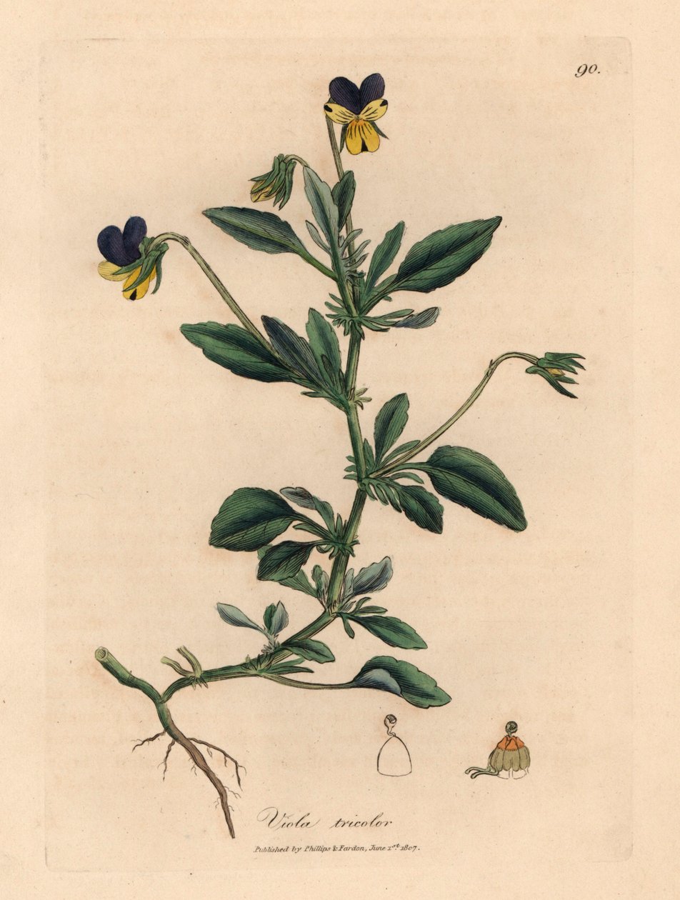 Lila és sárga árvácska, Viola tricolor, James Sowerby botanikai illusztrációjáról William Woodville-ből és Sir William Jackson Hooker "Medical Botany" című művéből 1832 (kézszínű rézmetszet) alkotó: James (after) Sowerby