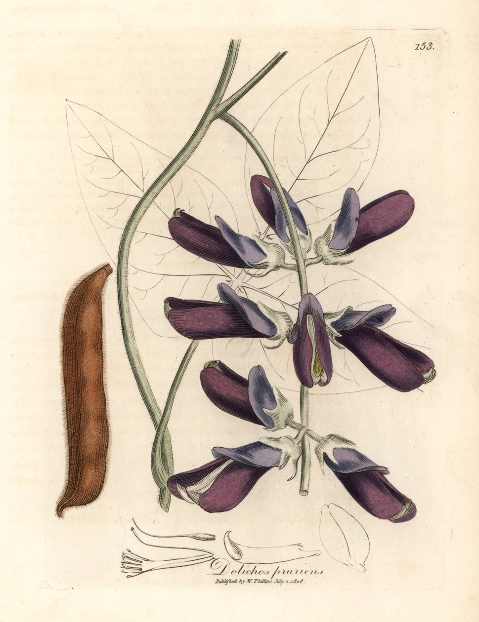 Lila virágú cowhage dolichos, Dolichos pruriens, James Sowerby botanikai illusztrációjáról William Woodville-ből és Sir William Jackson Hooker "Medical Botany" 1832-es művéből (kézszínű rézmetszet) alkotó: James (after) Sowerby