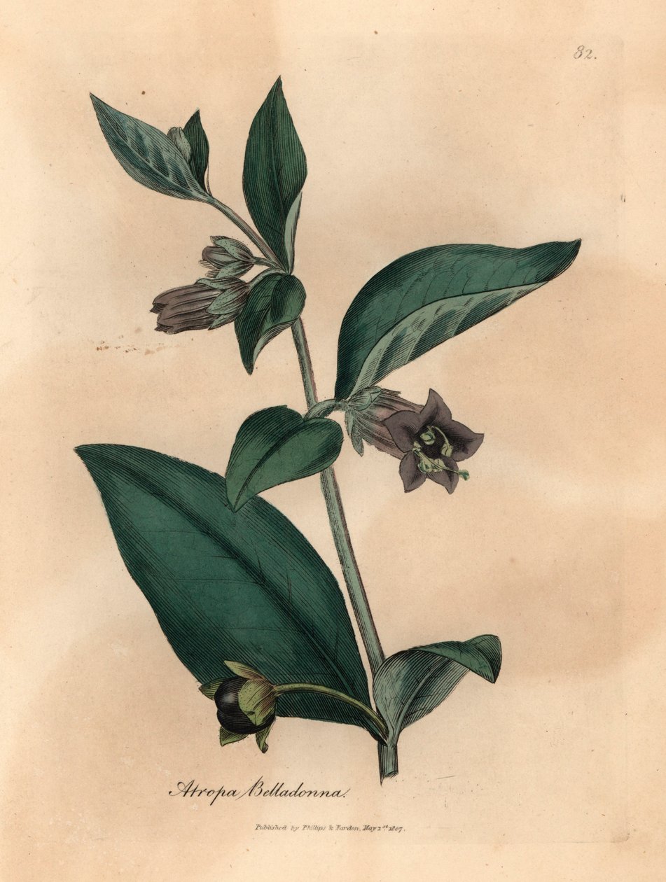 Lila virágú halálos nadálytő, Atropa belladonna, James Sowerby botanikai illusztrációjáról William Woodville-ből és Sir William Jackson Hooker "Medical Botany" 1832-es művéből (kézszínű rézmetszet) alkotó: James (after) Sowerby