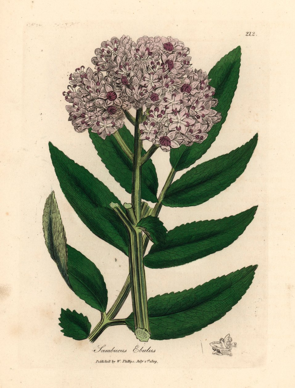 Lila virágú törpe bodza fa, Sambucus ebulus, James Sowerby botanikai illusztrációjáról William Woodville-ből és Sir William Jackson Hooker "Medical Botany" 1832-es művéből (kézszínű rézmetszet) alkotó: James (after) Sowerby