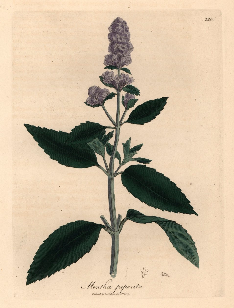 Lila virágú borsmenta, Mentha piperita, James Sowerby botanikai illusztrációjából William Woodville-ből és Sir William Jackson Hooker "Medical Botany" című művéből 1832 (kézszínű rézmetszet) alkotó: James (after) Sowerby