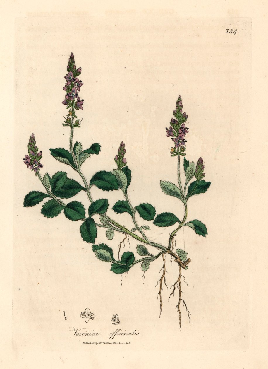 Lila virágú veronika, Veronica officinalis, James Sowerby botanikai illusztrációjáról William Woodville-ből és Sir William Jackson Hooker "Medical Botany" 1832-es művéből (kézszínű rézmetszet) alkotó: James (after) Sowerby