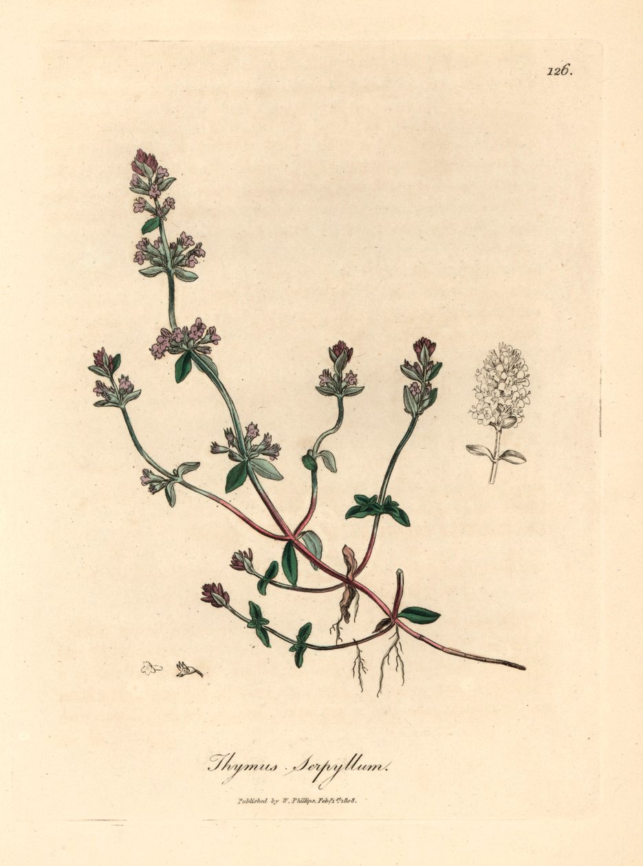Lila virágú vadkakukkfű, Thymus serpyllum, James Sowerby botanikai illusztrációjáról William Woodville-ből és Sir William Jackson Hooker "Medical Botany" című művéből 1832 (kézszínű rézmetszet) alkotó: James (after) Sowerby