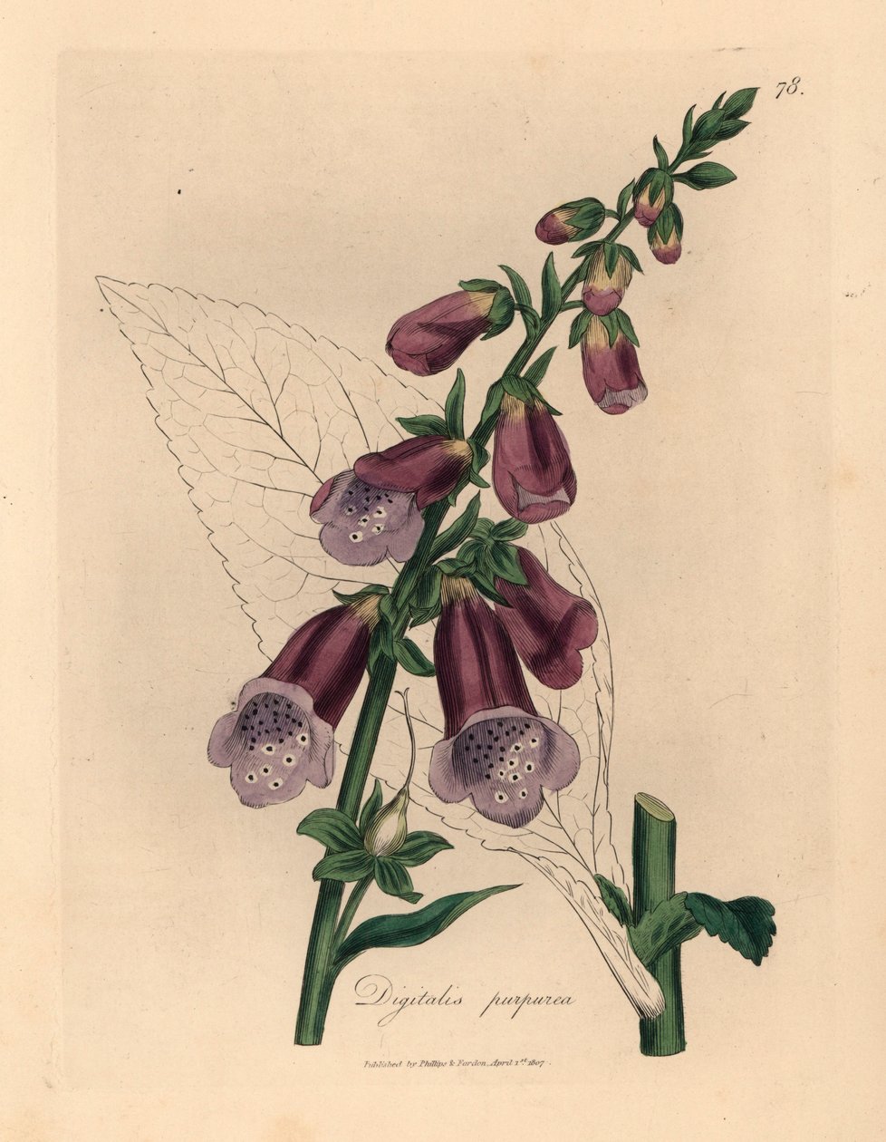 Lila gyűszűvirág, Digitalis purpurea, James Sowerby botanikai illusztrációjából William Woodville-ből és Sir William Jackson Hooker "Medical Botany" 1832-es művéből (kézszínű rézmetszet) alkotó: James (after) Sowerby