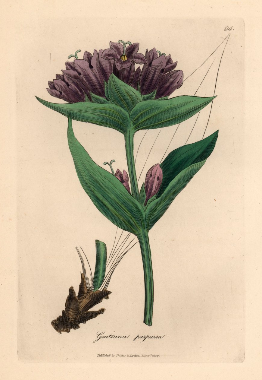 Lila tárnics, Gentiana purpurea, James Sowerby botanikai illusztrációjáról William Woodville-ből és Sir William Jackson Hooker "Medical Botany" című művéből 1832 (kézszínű rézmetszet) alkotó: James (after) Sowerby