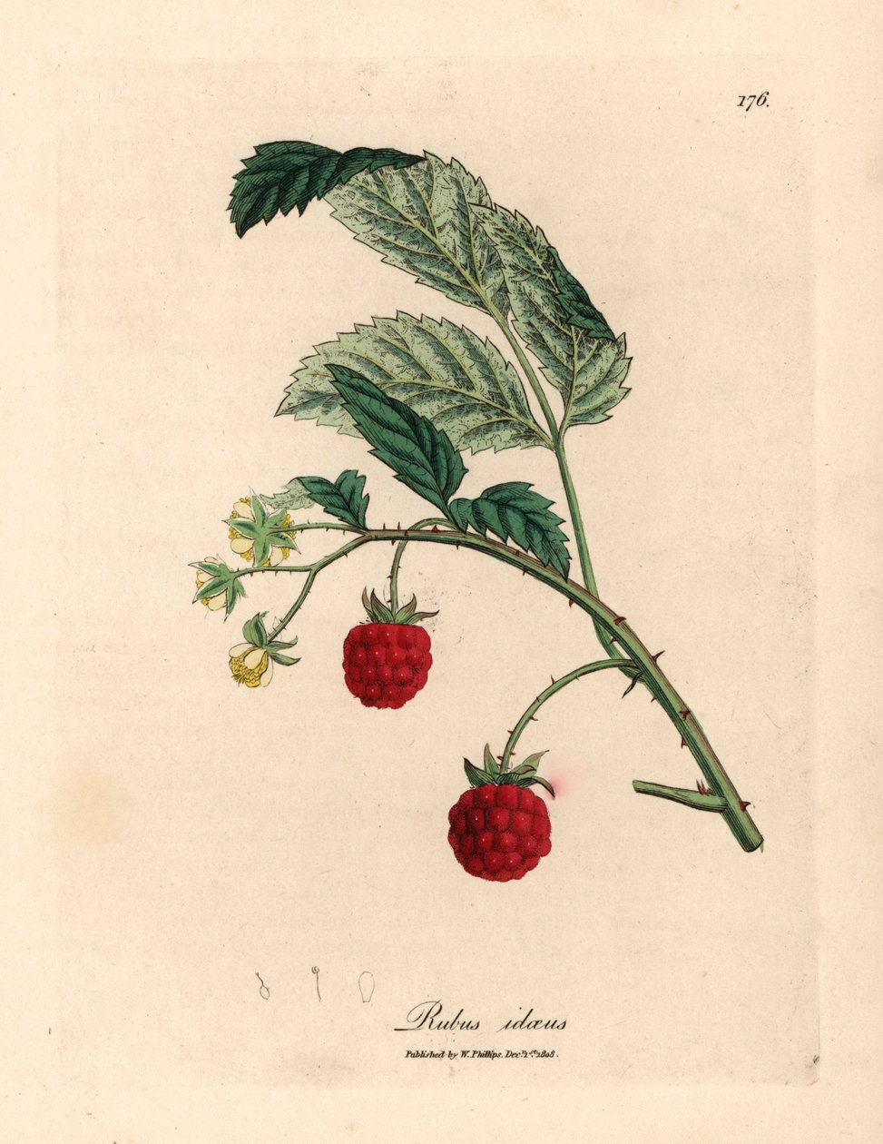 Málnabokor érett gyümölccsel és sárga virágokkal, Rubus idaeus, James Sowerby botanikai illusztrációjából William Woodville-ből és Sir William Jackson Hooker "Medical Botany" című művéből 1832 (kézzel színezett rézmetszet) alkotó: James (after) Sowerby