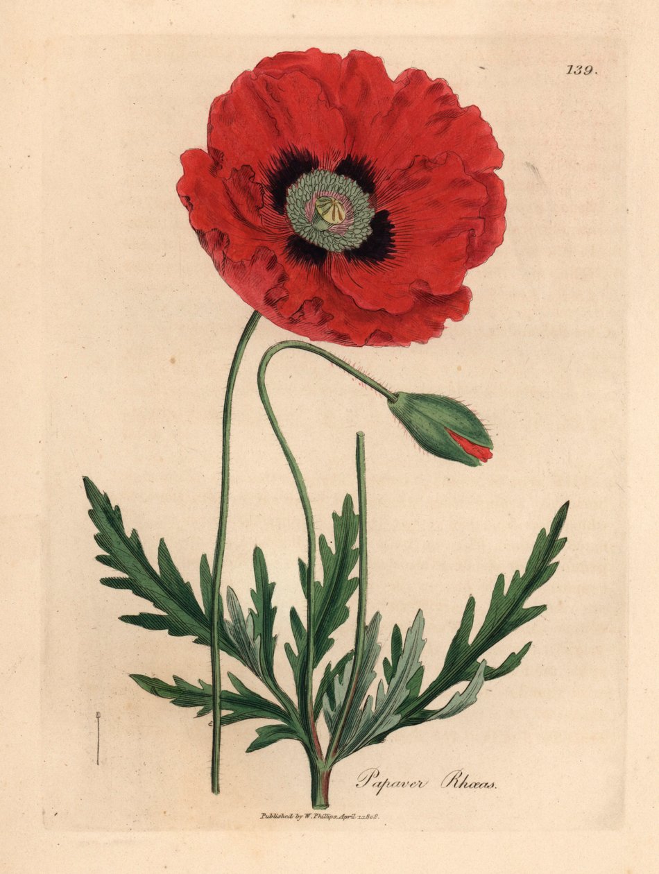 Vörös vagy kukorica mák, Papaver rhoeas, James Sowerby botanikai illusztrációjából William Woodville-ből és Sir William Jackson Hooker "Medical Botany" című művéből 1832 (kézszínű rézmetszet) alkotó: James (after) Sowerby