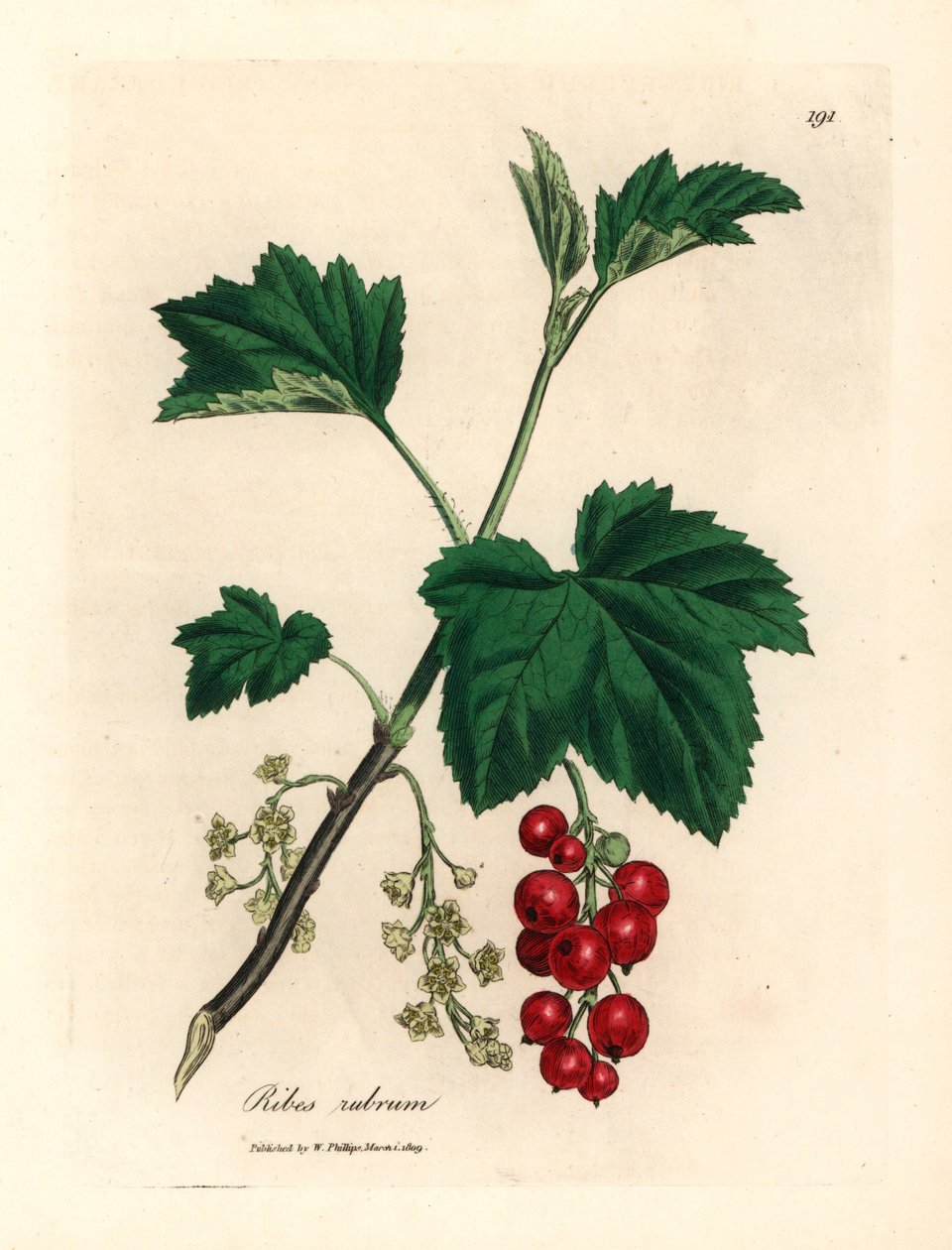 Ribizlifa, Ribes rubrum, James Sowerby botanikai illusztrációjáról William Woodville-ből és Sir William Jackson Hooker "Medical Botany" 1832-es művéből (kézszínű rézmetszet) alkotó: James (after) Sowerby