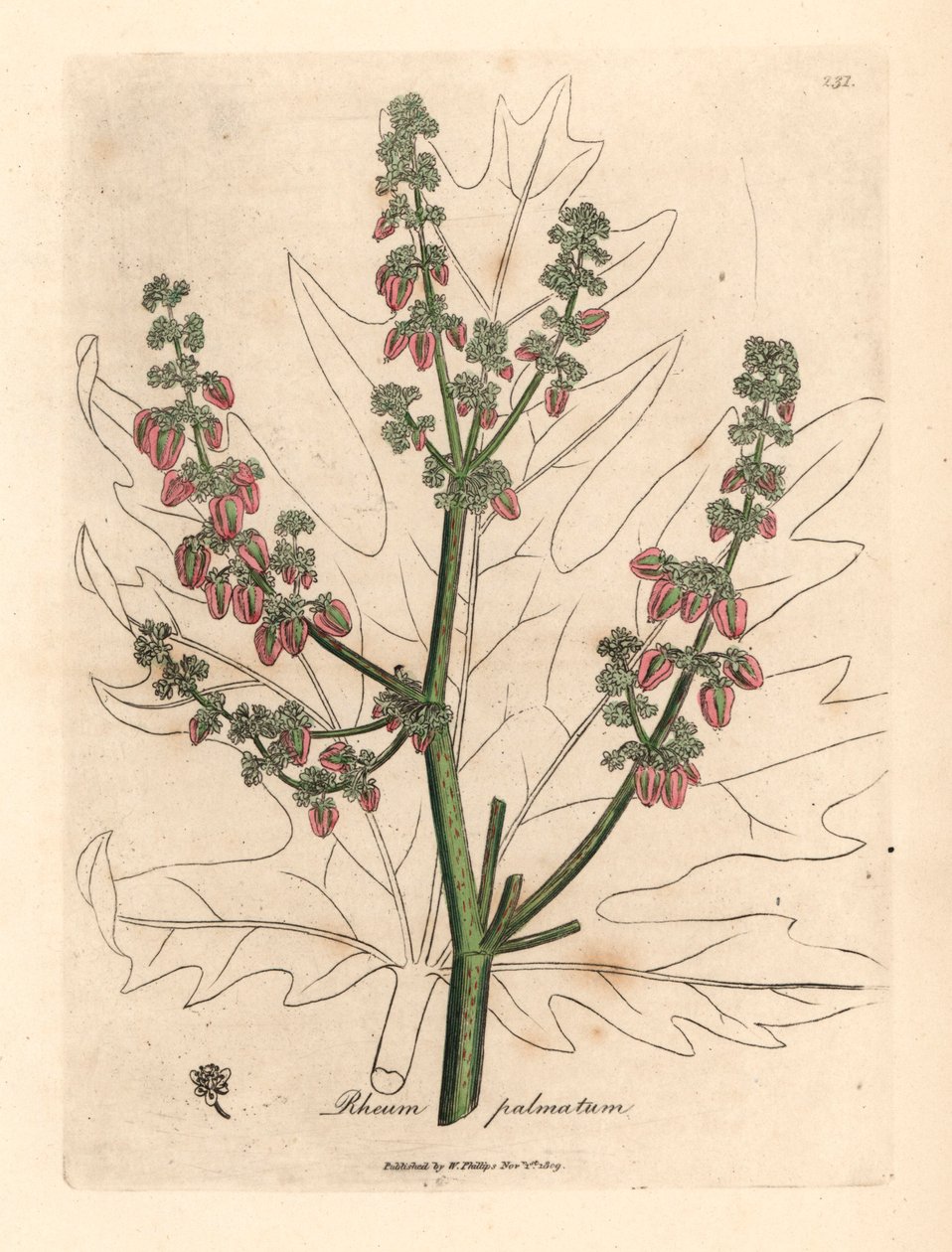 Rubarbara virágok és szár, levél körvonala, Rheum palmatum, James Sowerby botanikai illusztrációjából William Woodville-ből és Sir William Jackson Hooker "Medical Botany" 1832-es művéből (kézzel színezett rézmetszet) alkotó: James (after) Sowerby