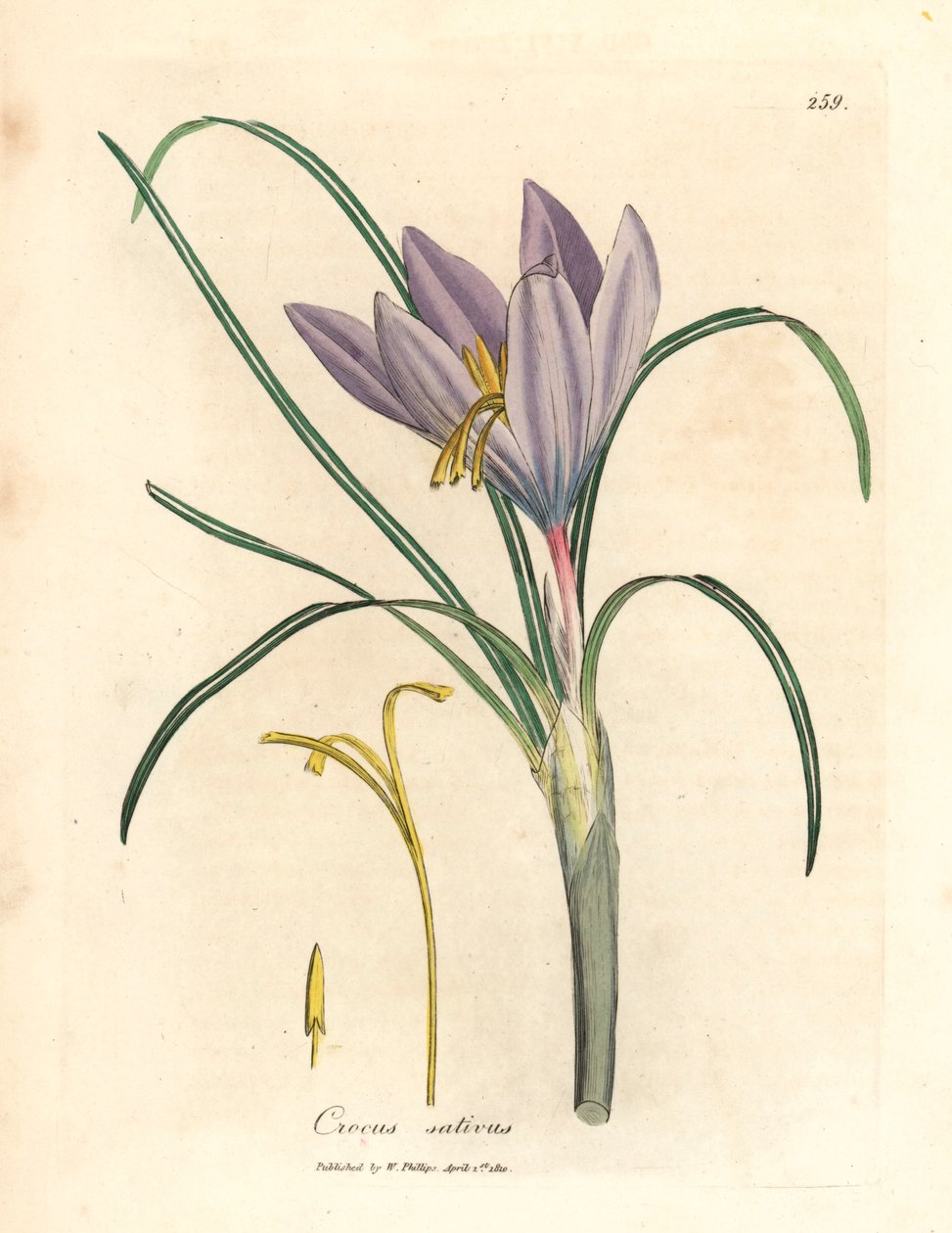 Sáfrány sáfrány, Crocus sativus, James Sowerby botanikai illusztrációjából William Woodville-ből és Sir William Jackson Hooker "Medical Botany" című művéből 1832 (kézszínű rézmetszet) alkotó: James (after) Sowerby