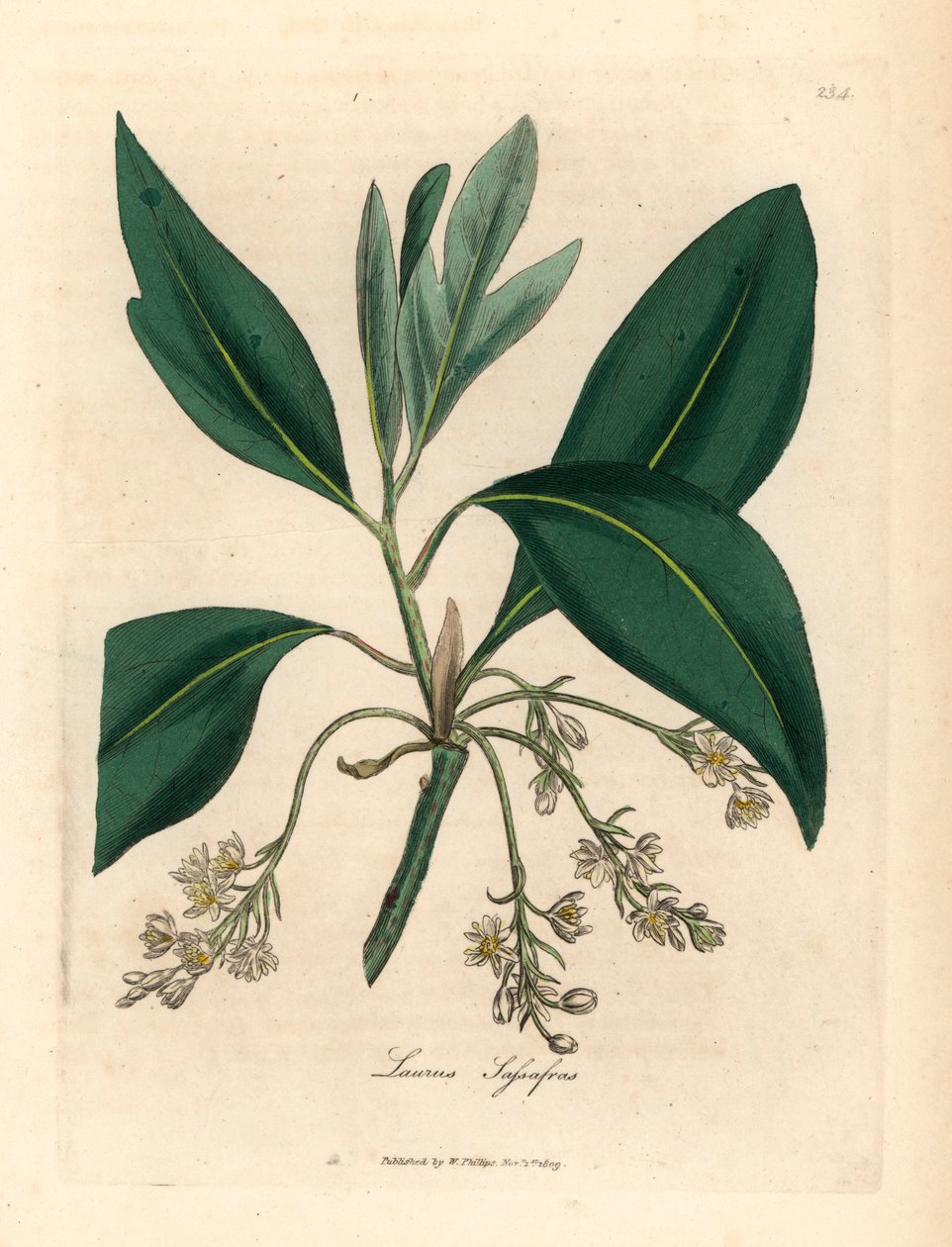 Sassafras fa, Laurus sassafras, James Sowerby botanikai illusztrációjából William Woodville-ből és Sir William Jackson Hooker "Medical Botany" 1832-ből (kézszínű rézmetszet) alkotó: James (after) Sowerby