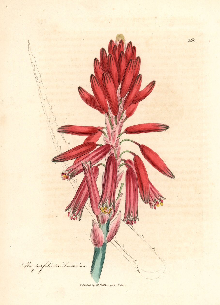 Socotorine aloe, Aloe perfoliata socotorina, James Sowerby botanikai illusztrációjából William Woodville-ből és Sir William Jackson Hooker "Orvosi botanikája" 1832-ből (kézzel színezett rézmetszet) alkotó: James (after) Sowerby