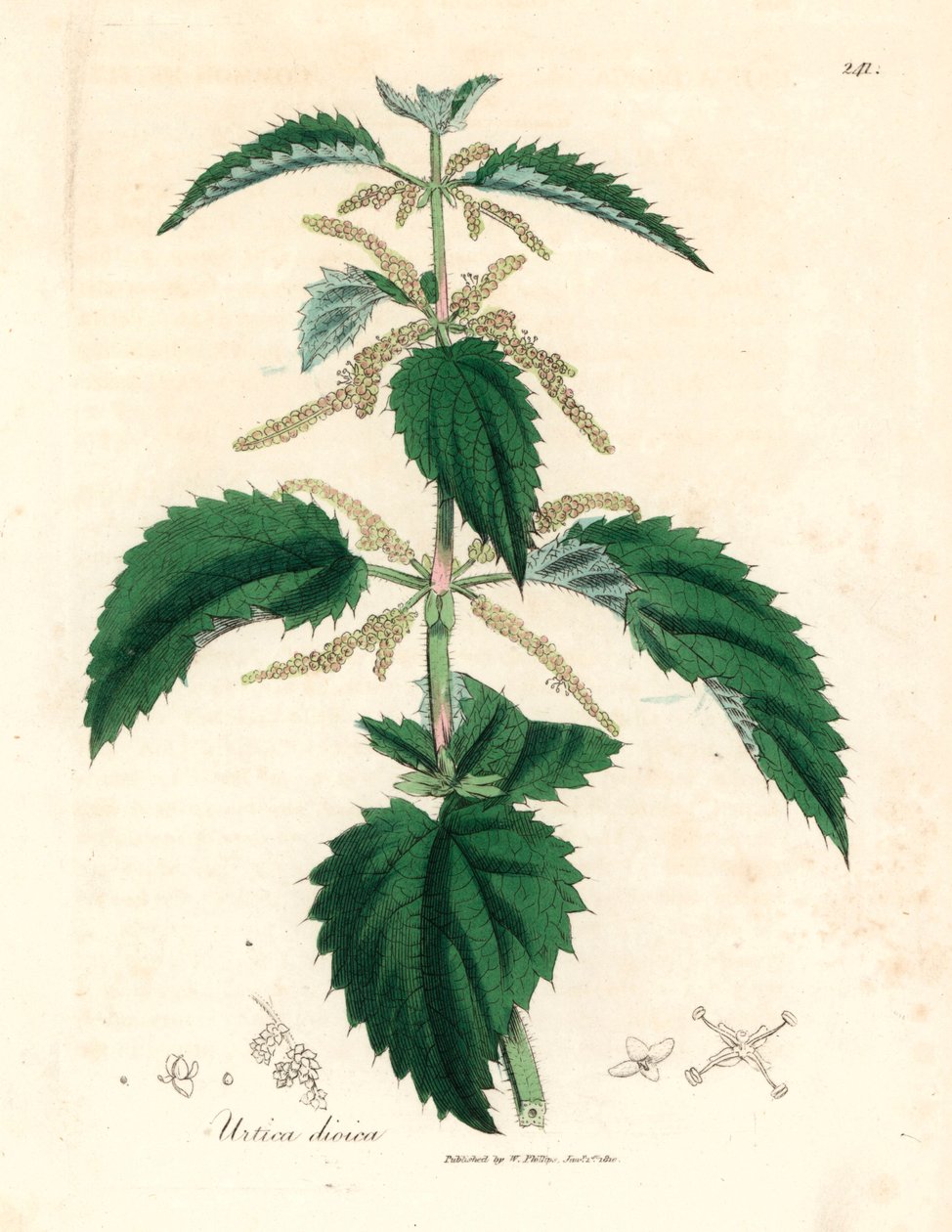 Csalán, Urtica dioica, James Sowerby botanikai illusztrációjáról William Woodville-ből és Sir William Jackson Hooker "Medical Botany" című művéből 1832 (kézszínű rézmetszet) alkotó: James (after) Sowerby