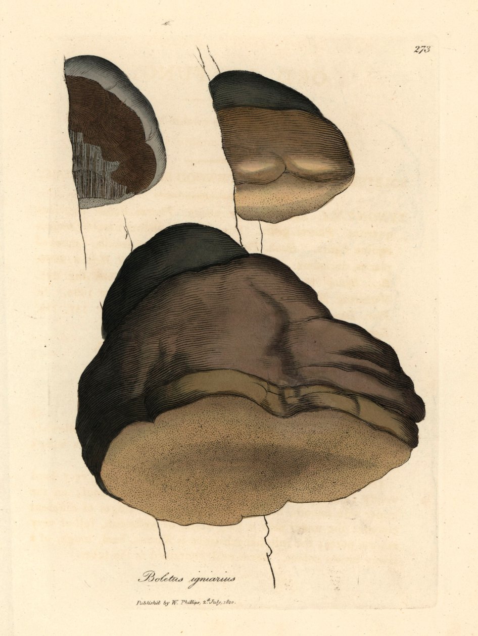 Touchwood vargánya vagy galócagomba, Boletus igniarius, James Sowerby botanikai illusztrációjáról William Woodville-ből és Sir William Jackson Hooker "Orvosi botanikája" 1832-ből (kézzel színezett rézmetszet) alkotó: James (after) Sowerby