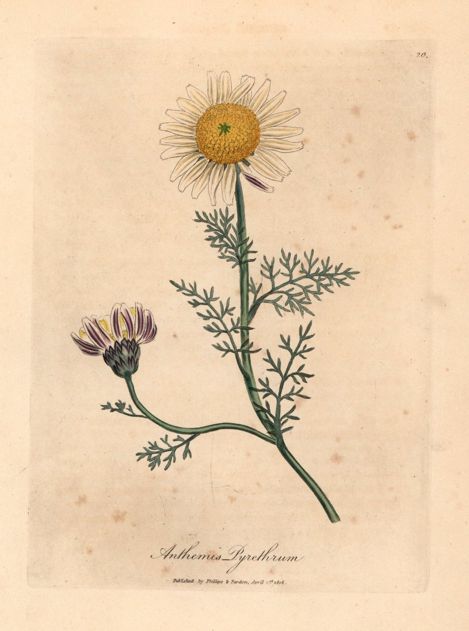 Fehér és sárga spanyol kamilla, Anthemis pyrethrum, James Sowerby botanikai illusztrációjáról William Woodville-ből és Sir William Jackson Hooker "Medical Botany" 1832-es művéből (kézszínű rézmetszet) alkotó: James (after) Sowerby