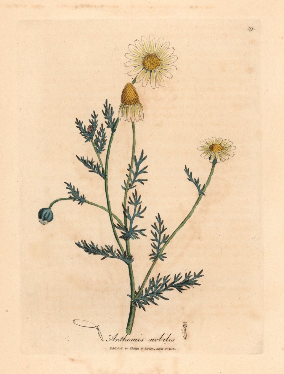 Fehér és sárga virágú kamilla, Anthemis nobilis, James Sowerby botanikai illusztrációjáról William Woodville-ből és Sir William Jackson Hooker "Medical Botany" 1832-es művéből (kézszínű rézmetszet) alkotó: James (after) Sowerby