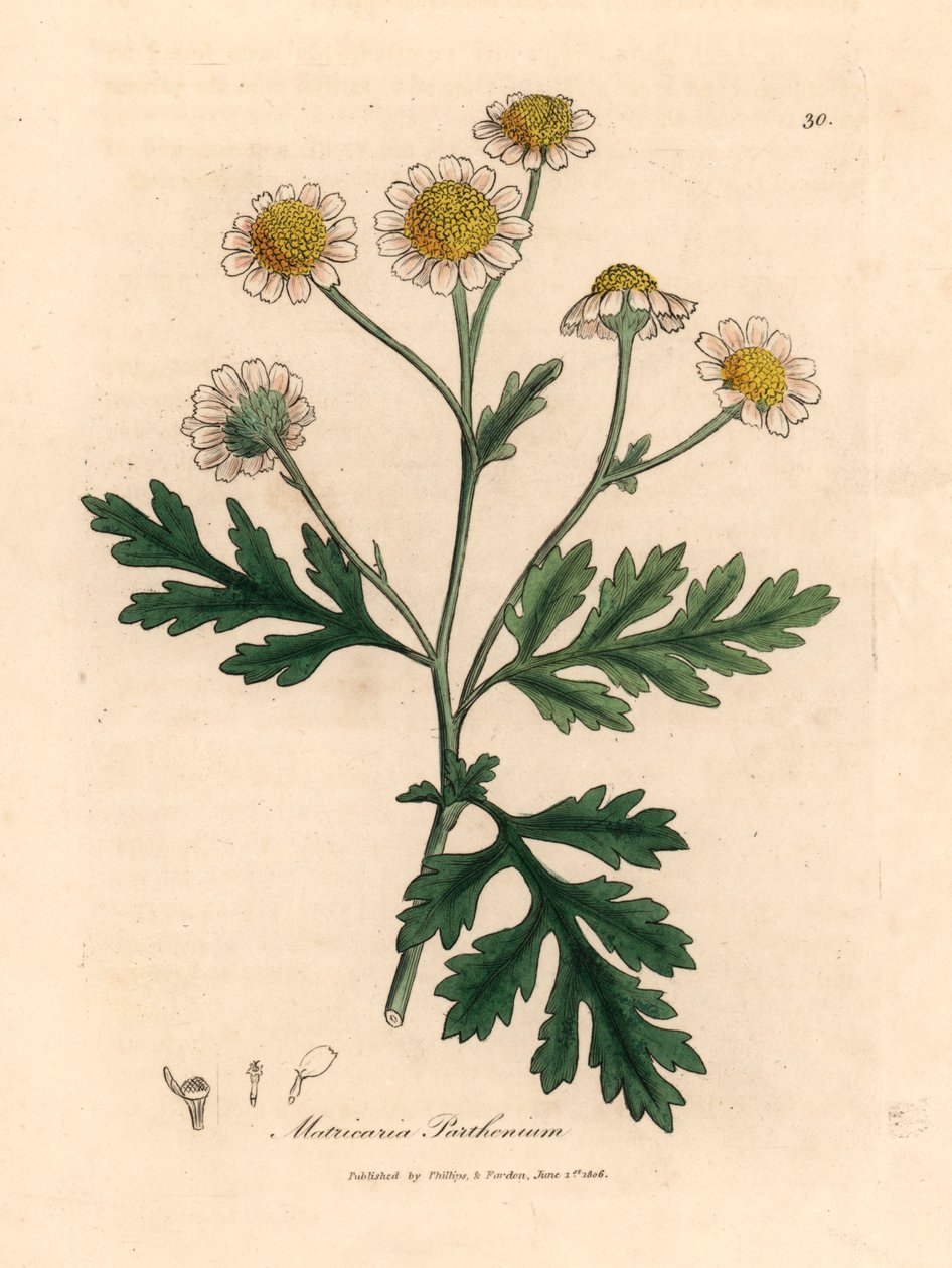 Fehér és sárga virágú lázasfű, Matricaria parthenium, James Sowerby botanikai illusztrációjából William Woodville-ből és Sir William Jackson Hooker "Medical Botany" című művéből 1832 (kézszínű rézmetszet) alkotó: James (after) Sowerby