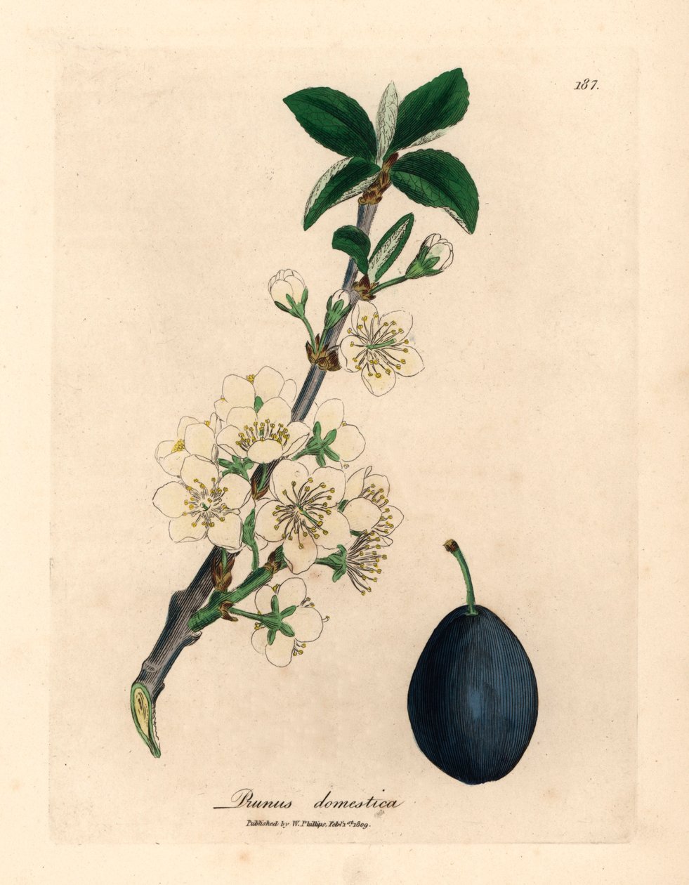 A Prunus domestica szilva- vagy aszalt szilvafa fehér virága és termése James Sowerby botanikai illusztrációjából William Woodville-ből és Sir William Jackson Hooker "Orvosi botanikája" 1832-ből (kézszínű rézmetszet) alkotó: James (after) Sowerby