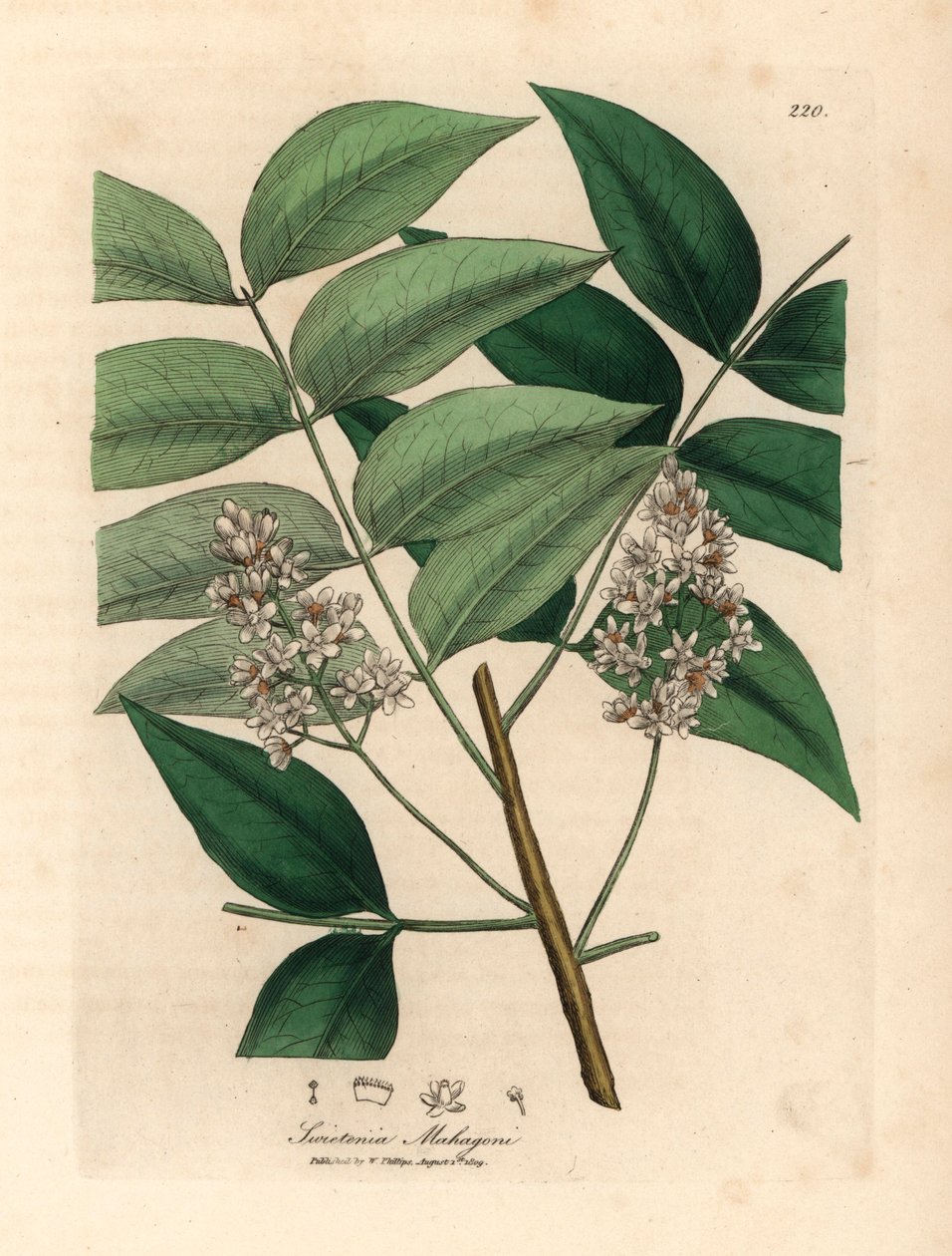Fehér virágú mahagónifa, Swietenia mahogani, James Sowerby botanikai illusztrációjáról William Woodville-ből és Sir William Jackson Hooker "Medical Botany" 1832-es művéből (kézszínű rézmetszet) alkotó: James (after) Sowerby