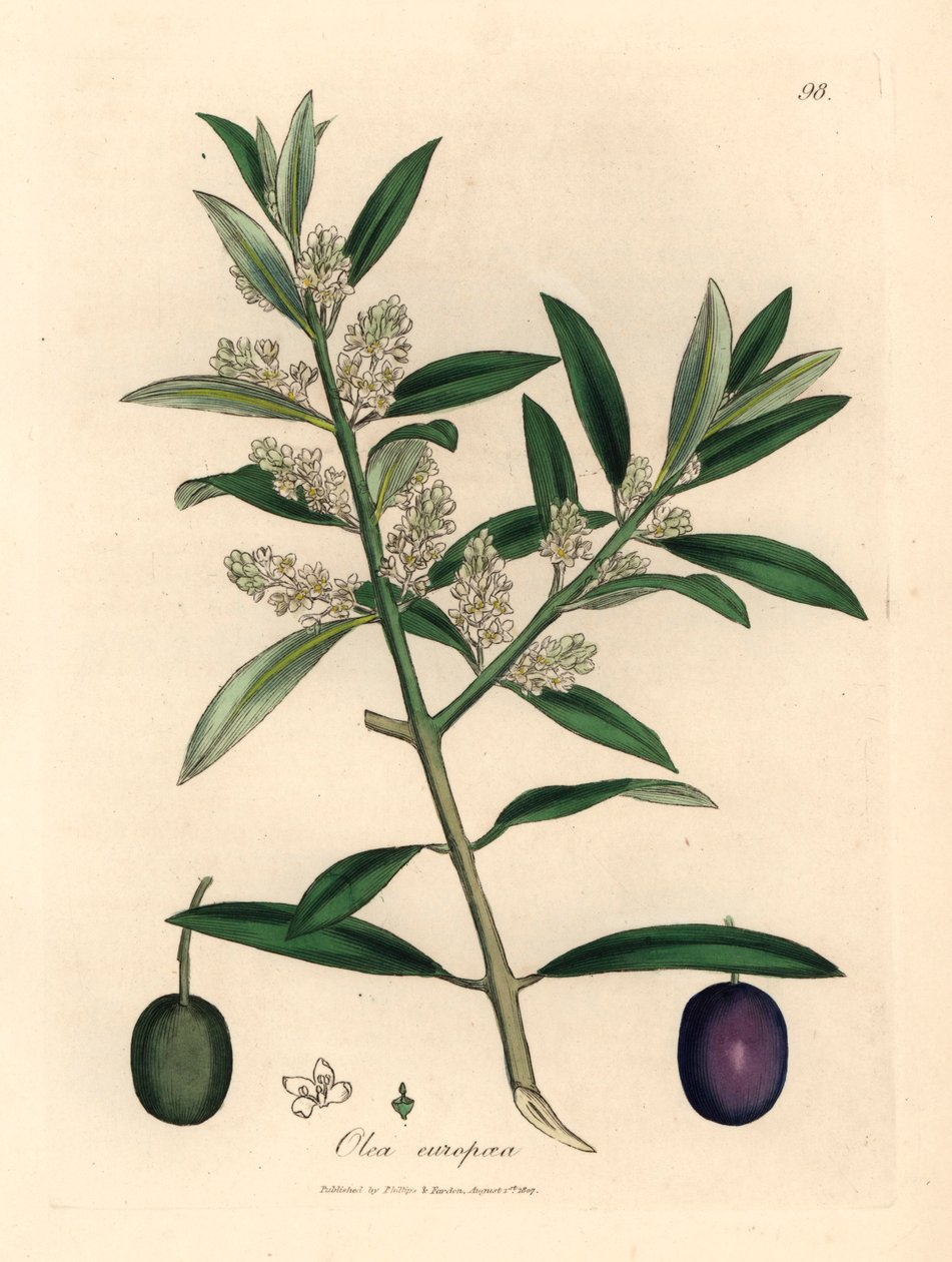 Fehér virágú európai olajfa gyümölccsel, Olea europaea, James Sowerby botanikai illusztrációjáról William Woodville-ből és Sir William Jackson Hooker 1832-es "Medical Botany" című művéből (kézszínű rézmetszet) alkotó: James (after) Sowerby