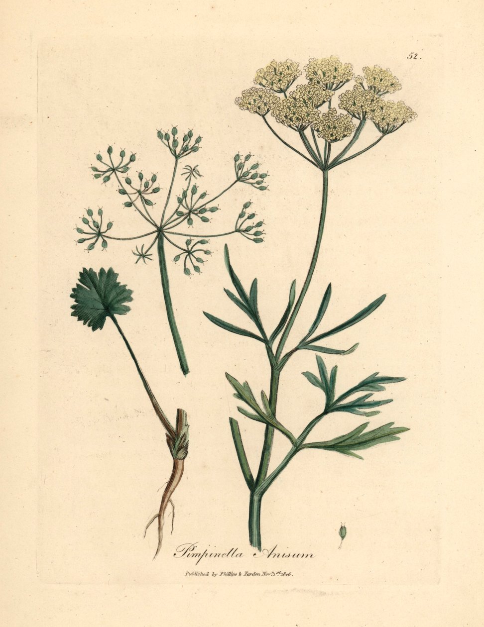 Fehér virágú ánizs, Pimpinella anisum, James Sowerby botanikai illusztrációjából William Woodville-ből és Sir William Jackson Hooker "Orvosi botanikája" 1832-ből (kézszínű rézmetszet) alkotó: James (after) Sowerby