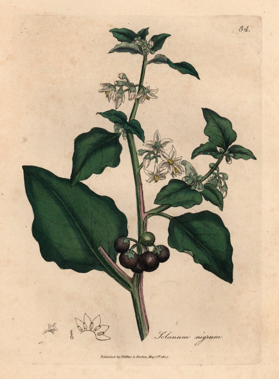 Fehér virágú, fekete bogyós, kerti nadálytő, Solanum nigrum, James Sowerby botanikai illusztrációjából William Woodville-ből és Sir William Jackson Hooker "Orvosi botanikája" 1832-ből (kézszínű rézmetszet) alkotó: James (after) Sowerby