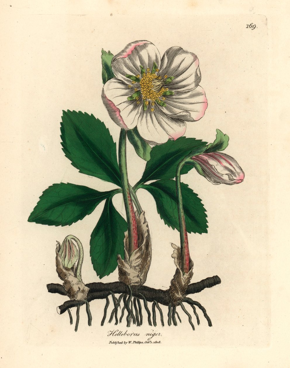 Fehér virágú fekete hunyor vagy karácsonyi rózsa, Helleborus niger, James Sowerby botanikai illusztrációjáról William Woodville-ből és Sir William Jackson Hooker 1832-es "Medical Botany" című művéből (kézszínű rézmetszet) alkotó: James (after) Sowerby