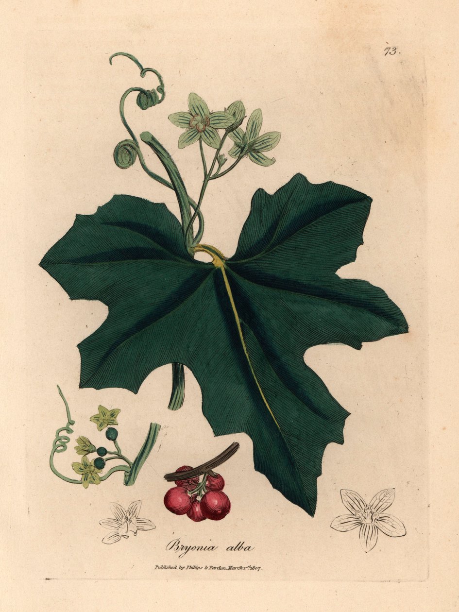 Fehér virágú bryony, Bryonia alba, James Sowerby botanikai illusztrációjáról William Woodville-ből és Sir William Jackson Hooker "Medical Botany" 1832-es művéből (kézszínű rézmetszet) alkotó: James (after) Sowerby