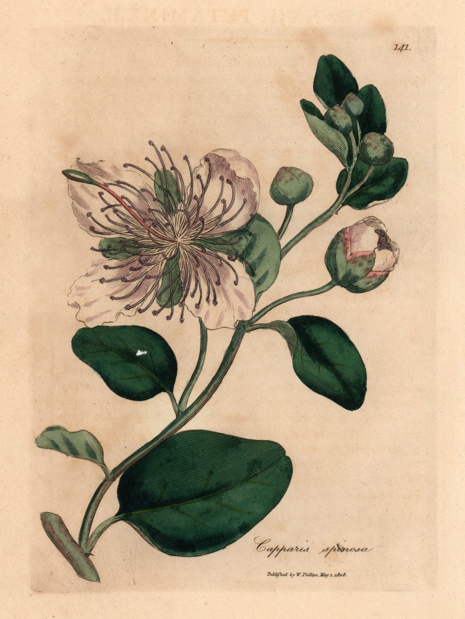 Fehér virágú kapribogyó, Capparis spinosa, James Sowerby botanikai illusztrációjáról William Woodville-ből és Sir William Jackson Hooker "Medical Botany" című művéből 1832 (kézszínű rézmetszet) alkotó: James (after) Sowerby