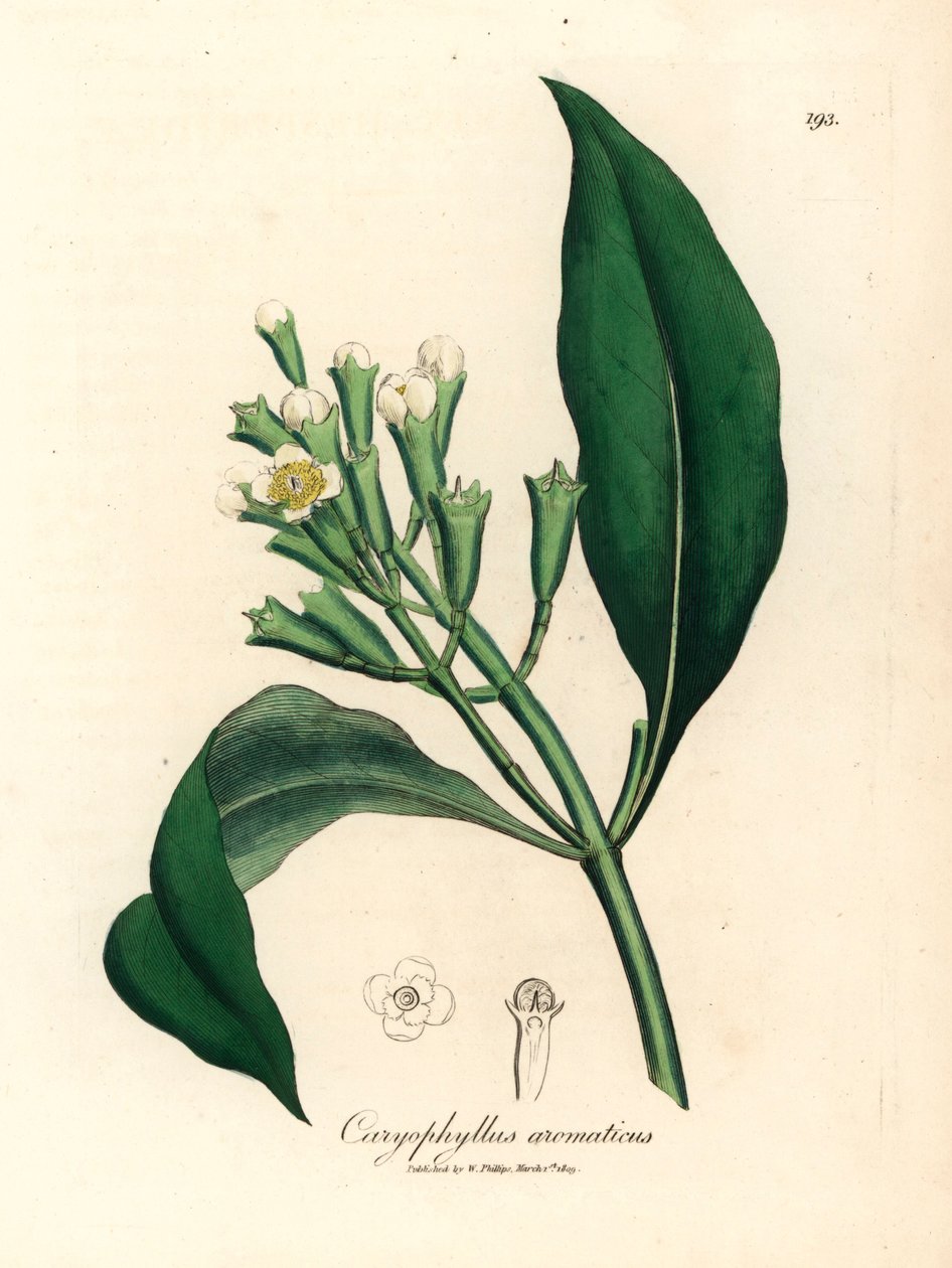 Fehér virágú szegfűszegfűszerfa, Caryophyllus aromaticus, James Sowerby botanikai illusztrációjáról William Woodville-ből és Sir William Jackson Hooker "Medical Botany" 1832-es művéből (kézszínű rézmetszet) alkotó: James (after) Sowerby