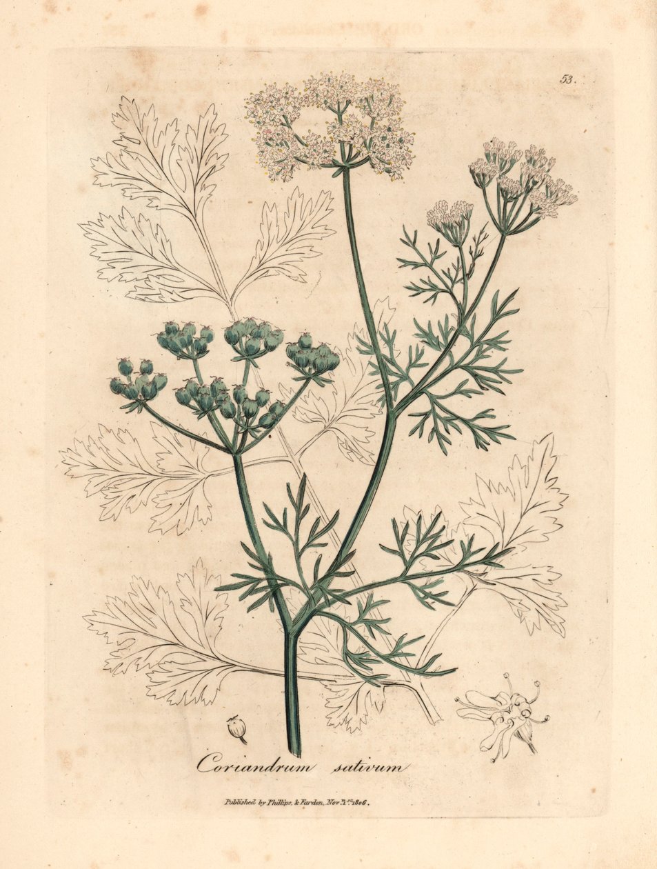Fehér virágú koriander, Coriandrum sativum, James Sowerby botanikai illusztrációjáról William Woodville-ből és Sir William Jackson Hooker 1832-es "Medical Botany" című művéből (kézszínű rézmetszet) alkotó: James (after) Sowerby