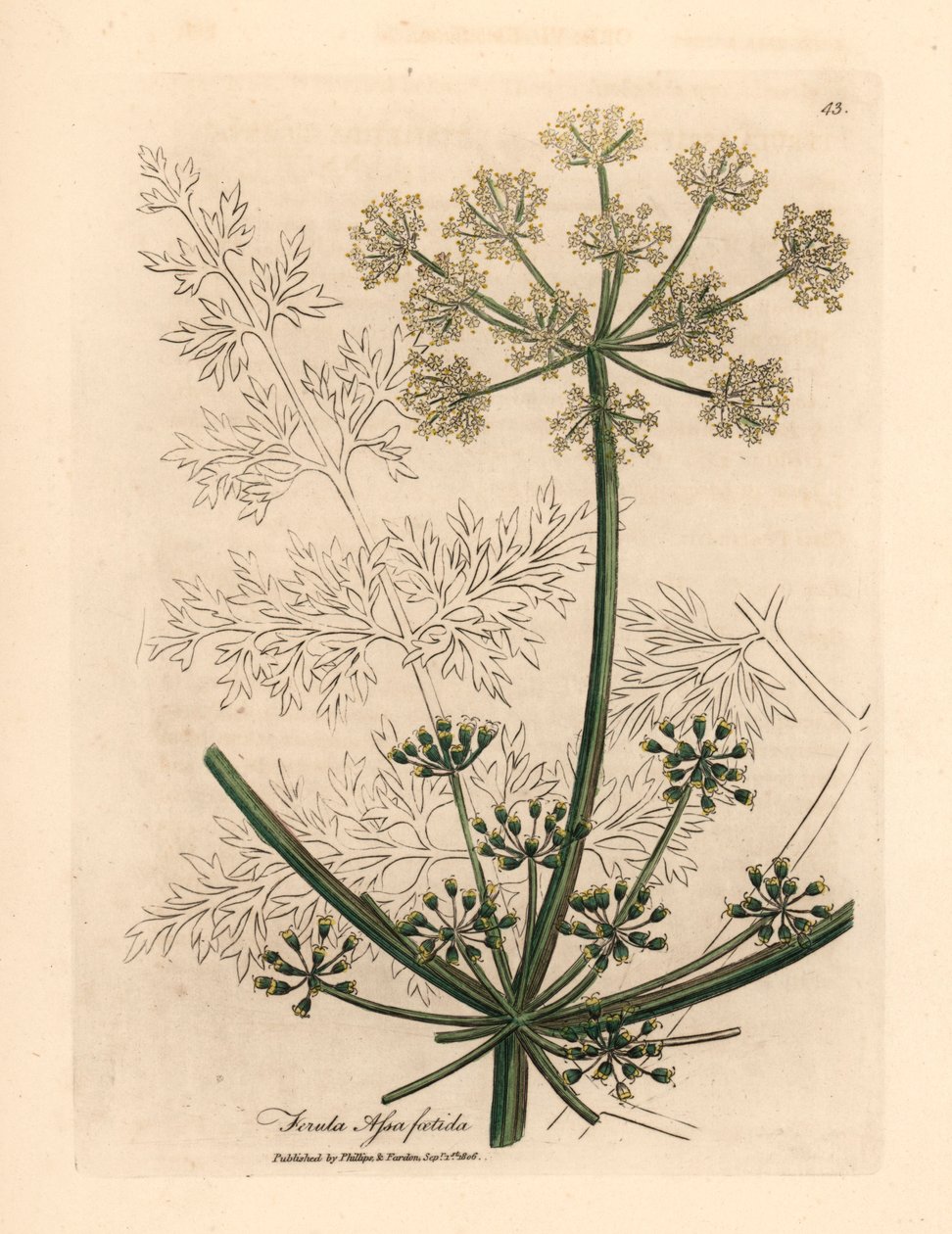 Fehér virágú gigantikus édeskömény vagy asafetida, Ferula assafoetida, James Sowerby botanikai illusztrációjáról William Woodville-ből és Sir William Jackson Hooker "Orvosi botanikája" 1832-ből (kézszínű rézmetszet) alkotó: James (after) Sowerby