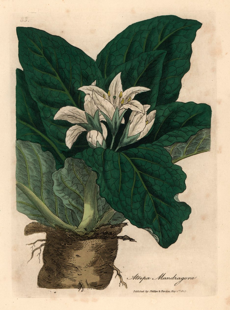 Fehér virágú mandragóra, Atropa mandragora, James Sowerby botanikai illusztrációjáról William Woodville-ből és Sir William Jackson Hooker "Medical Botany" 1832-es művéből (kézszínű rézmetszet) alkotó: James (after) Sowerby