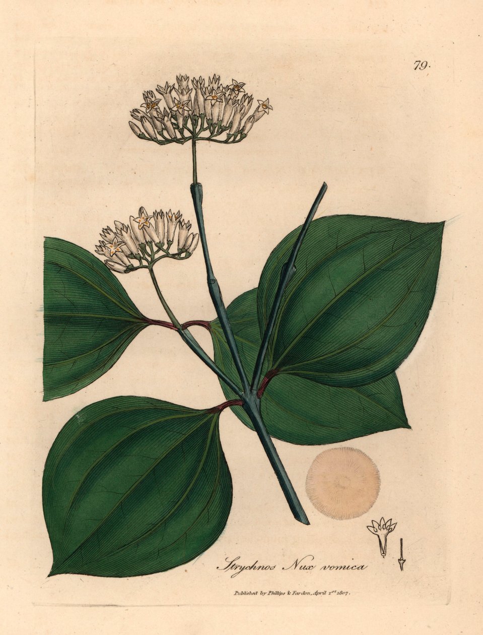 Fehér virágú méregdió, Strychnos nux vomica, James Sowerby botanikai illusztrációjáról William Woodville-ből és Sir William Jackson Hooker "Medical Botany" 1832-es művéből (kézszínű rézmetszet) alkotó: James (after) Sowerby