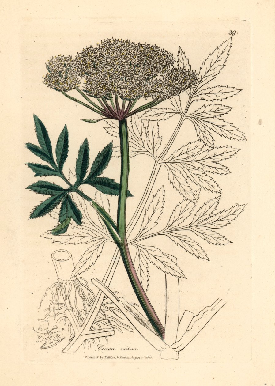 Fehér virágú vízi bürök, Cicuta virosa, James Sowerby botanikai illusztrációjából William Woodville-ből és Sir William Jackson Hooker "Medical Botany" című művéből 1832 (kézszínű rézmetszet) alkotó: James (after) Sowerby