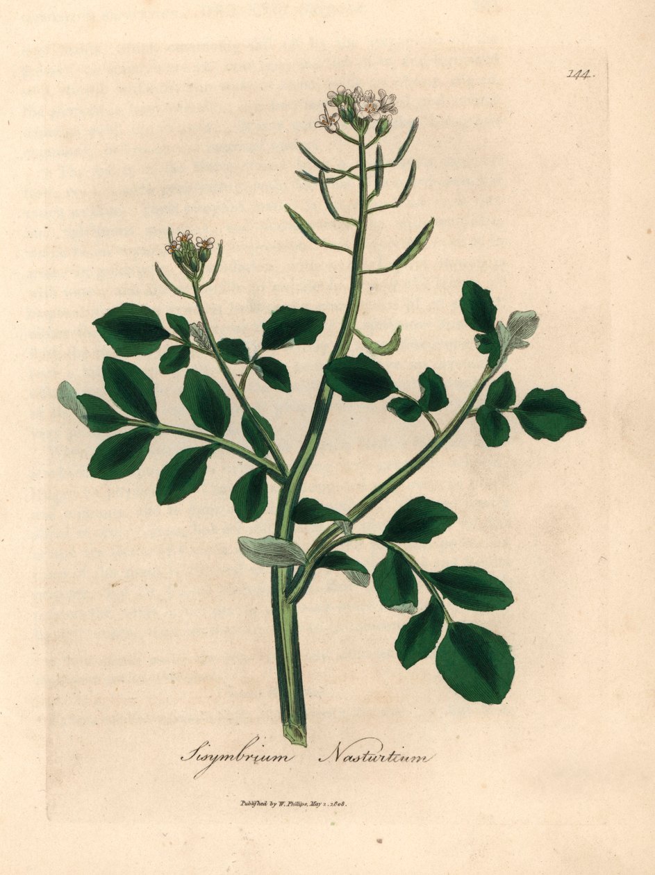 Fehér virágú vízitorma, Sisymbrium nasturtium, James Sowerby botanikai illusztrációjáról William Woodville-ből és Sir William Jackson Hooker "Medical Botany" című művéből 1832 (kézszínű rézmetszet) alkotó: James (after) Sowerby