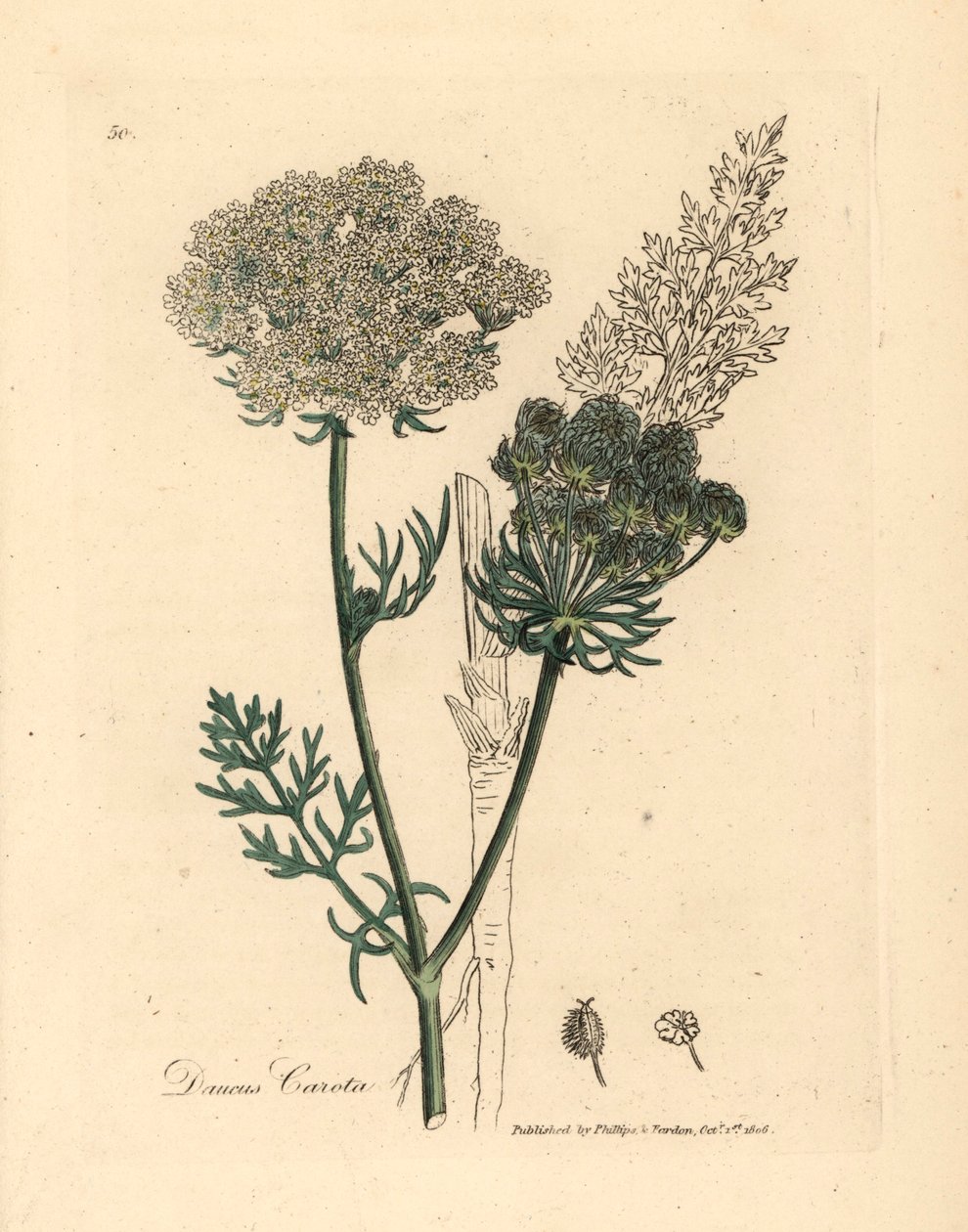 Fehér virágú vadsárgarépa növény, a Daucus carota, James Sowerby botanikai illusztrációjából William Woodville-ből és Sir William Jackson Hooker "Medical Botany" című művéből 1832 (kézszínű rézmetszet) alkotó: James (after) Sowerby