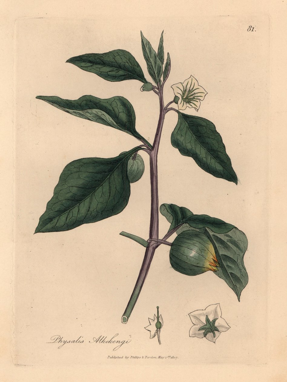 Fehér virágú téli cseresznye, Physalis alkekengi, James Sowerby botanikai illusztrációjából William Woodville-ből és Sir William Jackson Hooker 1832-es "Medical Botany" című művéből (kézszínű rézmetszet) alkotó: James (after) Sowerby