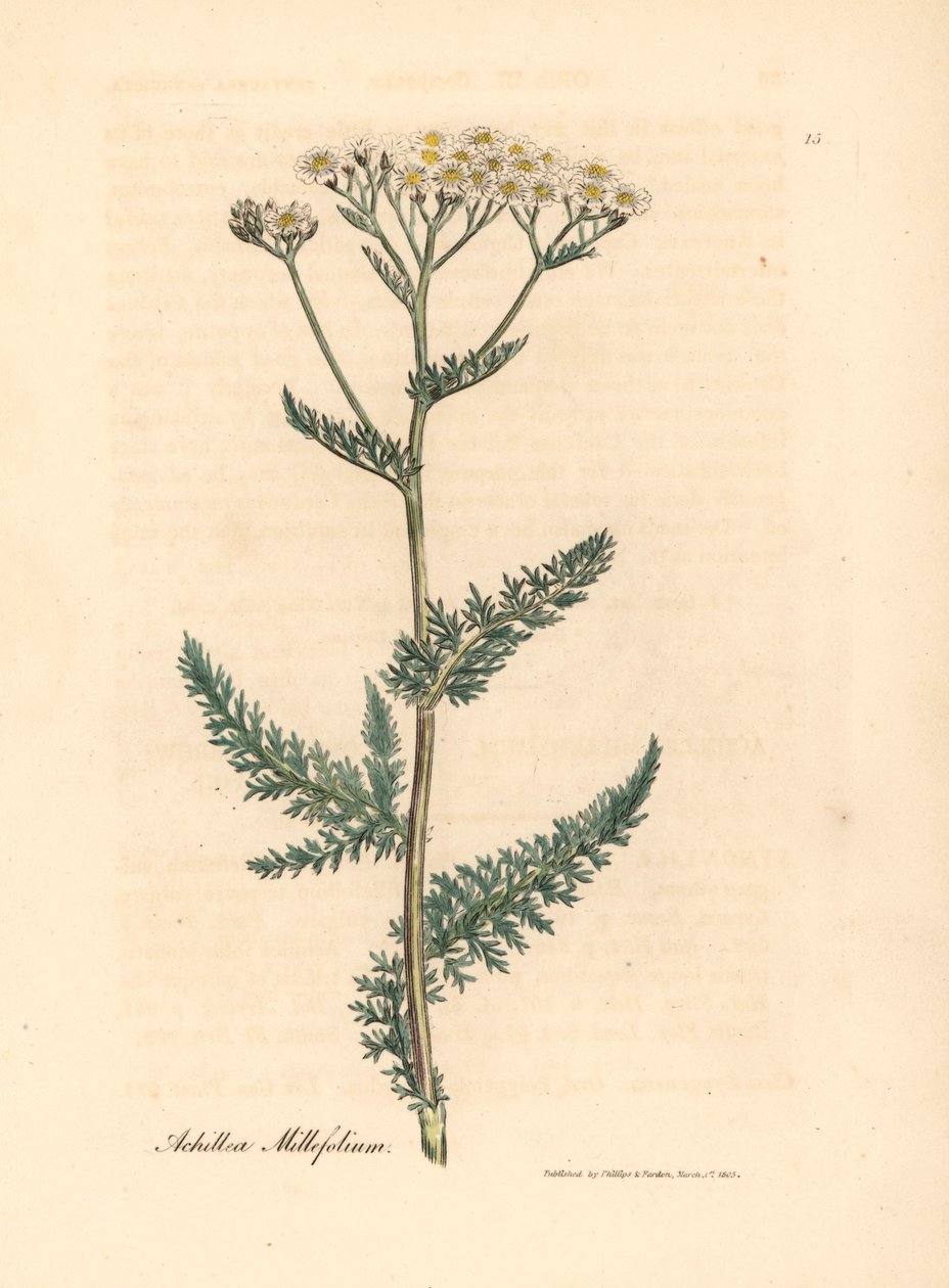 Fehér virágú cickafark vagy cickafarkfű, Achillea millefolium, James Sowerby botanikai illusztrációjából William Woodville-ből és Sir William Jackson Hooker "Orvosi botanikája" 1832-ből (kézszínű rézmetszet) alkotó: James (after) Sowerby