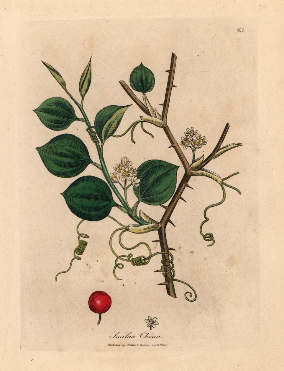 A kínai smilax fehér virágai, indái és piros bogyója, James Sowerby botanikai illusztrációjából William Woodville-ből és Sir William Jackson Hooker "Medical Botany" 1832-es művéből (kézszínű rézmetszet) alkotó: James (after) Sowerby