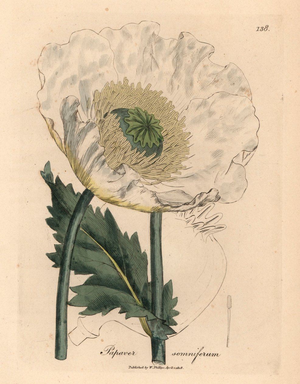 Fehér mák, Papaver somniferum, James Sowerby botanikai illusztrációjáról William Woodville-ből és Sir William Jackson Hooker "Medical Botany" 1832-es művéből (kézszínű rézmetszet) alkotó: James (after) Sowerby