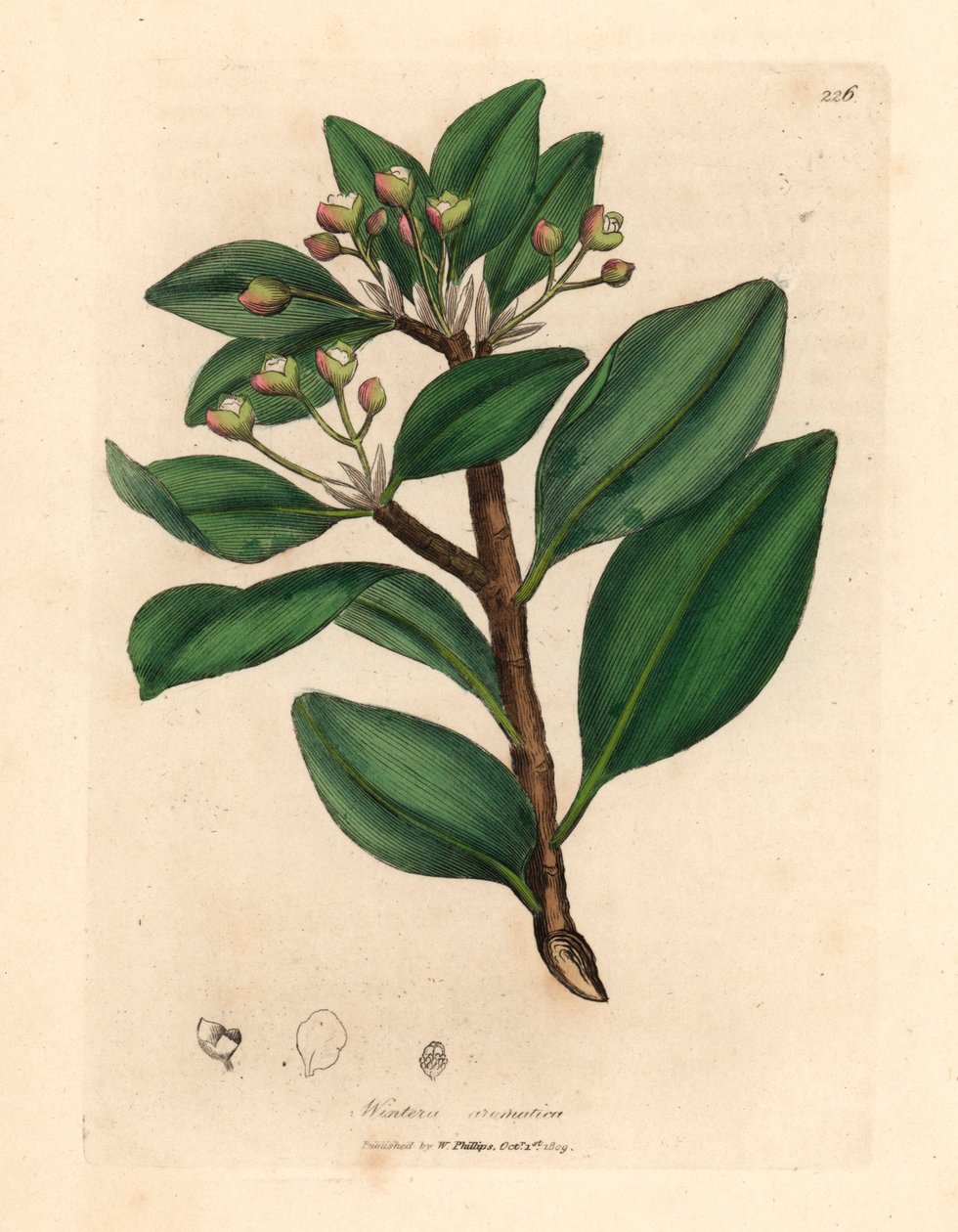 Téli kéregfa, Wintera aromatica, Drimys winteri, James Sowerby botanikai illusztrációjából William Woodville-ből és Sir William Jackson Hooker "Orvosi botanikája" 1832-ből (kézzel színezett rézmetszet) alkotó: James (after) Sowerby