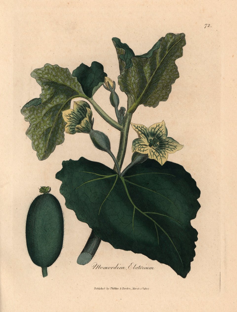 A spriccelő uborka, a Momordica elaterium sárga virága, levelei és termése, James Sowerby botanikai illusztrációjából William Woodville-ből és Sir William Jackson Hooker "Medical Botany" 1832-es művéből (kézszínű rézmetszet) alkotó: James (after) Sowerby