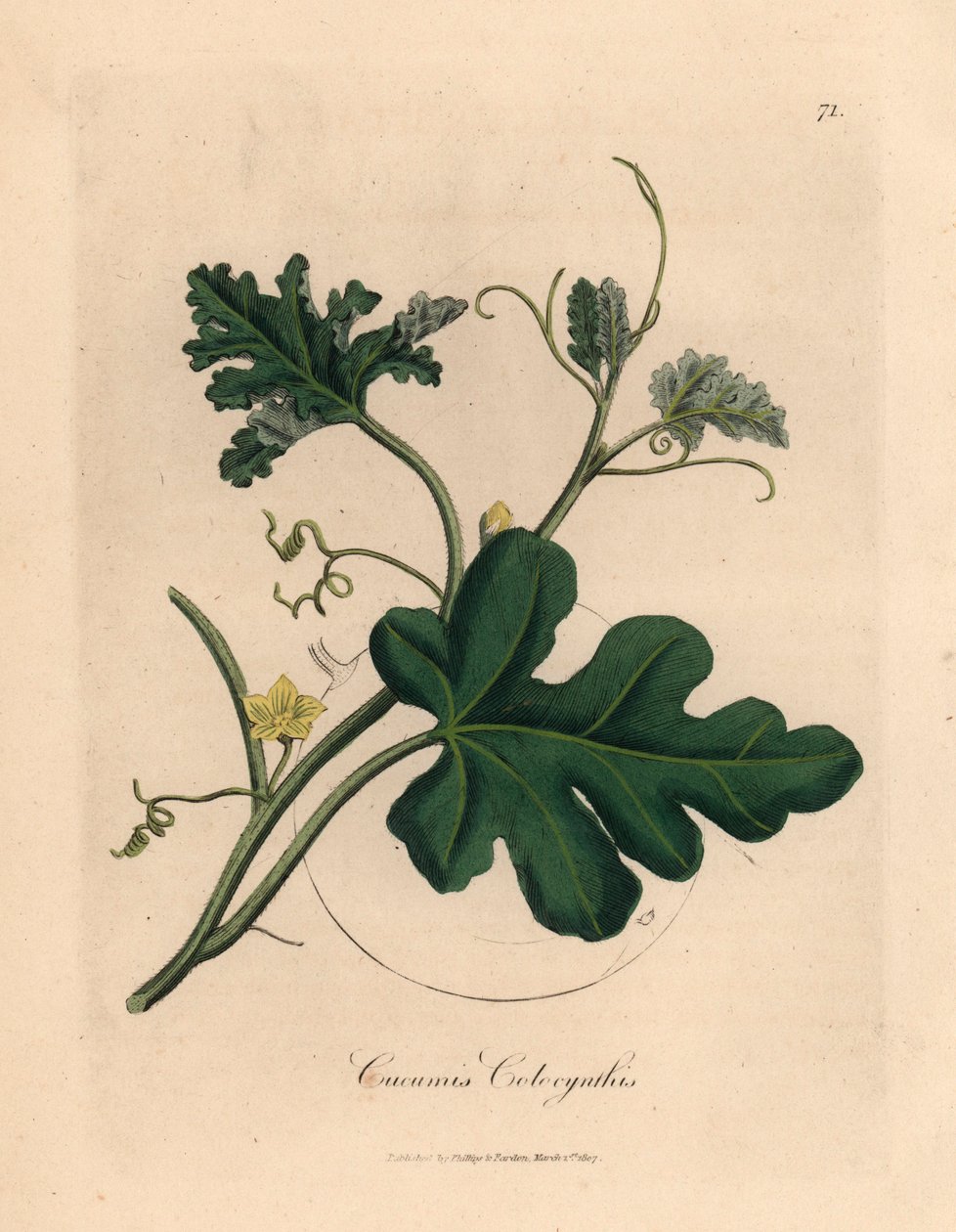 Sárga virágú keserű uborka, Cucumis colocynthis, James Sowerby botanikai illusztrációjáról William Woodville-ből és Sir William Jackson Hooker "Medical Botany" 1832-es művéből (kézszínű rézmetszet) alkotó: James (after) Sowerby