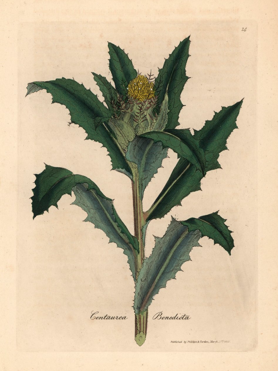 Sárga virágú áldott vagy szent bogáncs, Centaurea benedicta, James Sowerby botanikai illusztrációjáról William Woodville-ből és Sir William Jackson Hooker "Orvosi botanikája" 1832-ből (kézszínű rézmetszet) alkotó: James (after) Sowerby