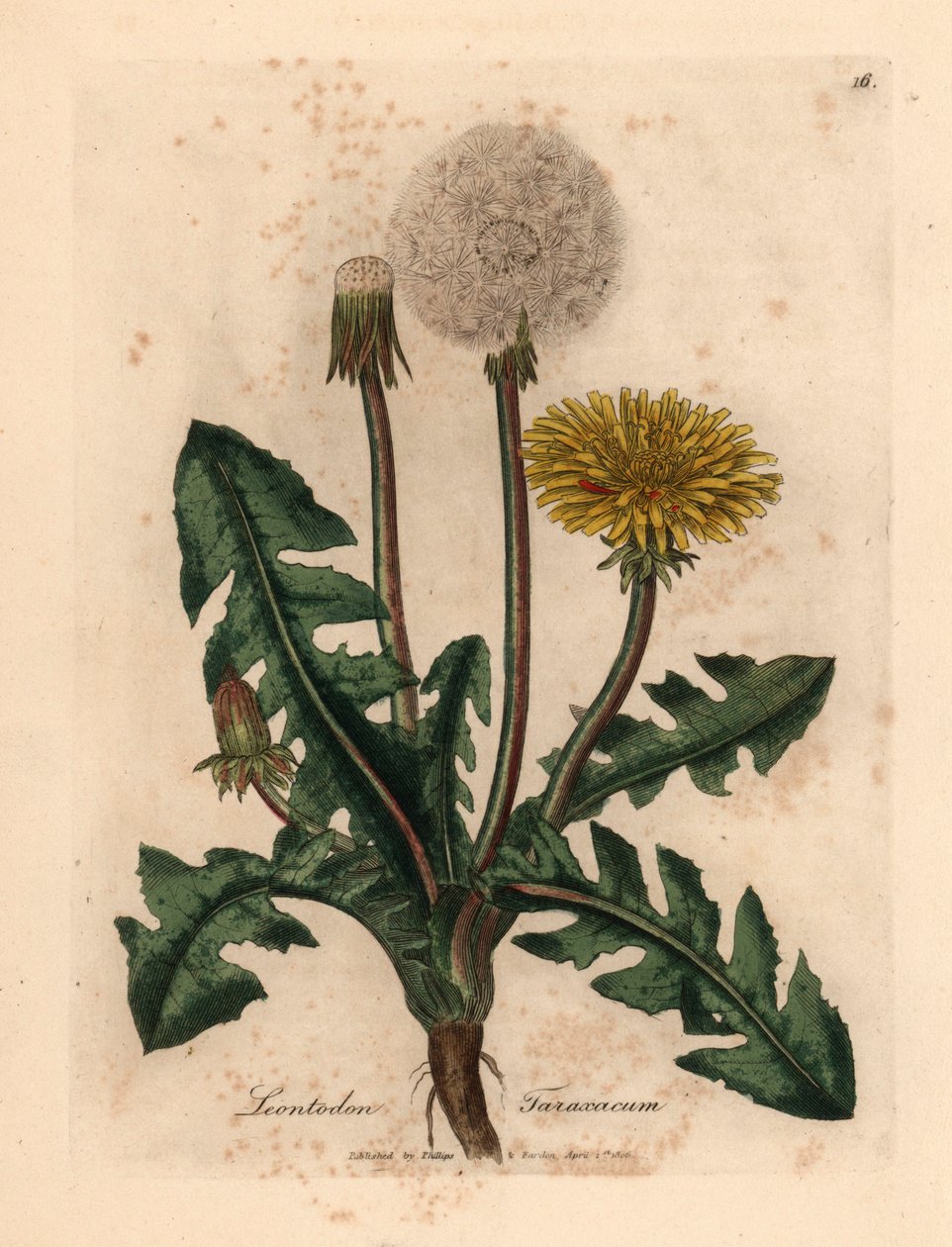 Sárga virágú közönséges pitypang, Leontodon taraxacum, James Sowerby botanikai illusztrációjáról William Woodville-ből és Sir William Jackson Hooker "Medical Botany" 1832-es művéből (kézszínű rézmetszet) alkotó: James (after) Sowerby