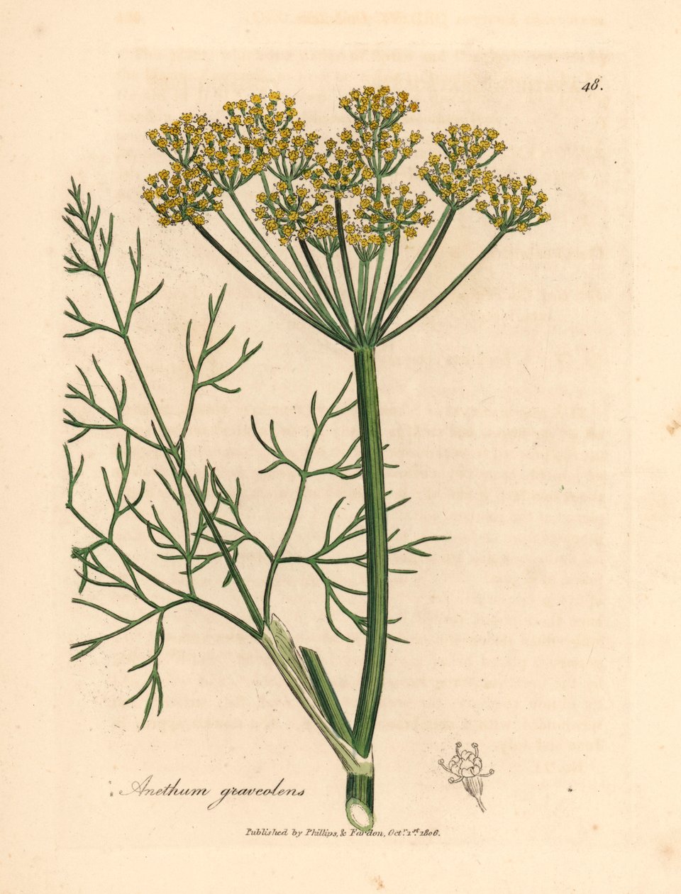 Sárga virágú kapor, Anethum graveolens, James Sowerby botanikai illusztrációjáról William Woodville-ből és Sir William Jackson Hooker "Medical Botany" 1832-es művéből (kézszínű rézmetszet) alkotó: James (after) Sowerby