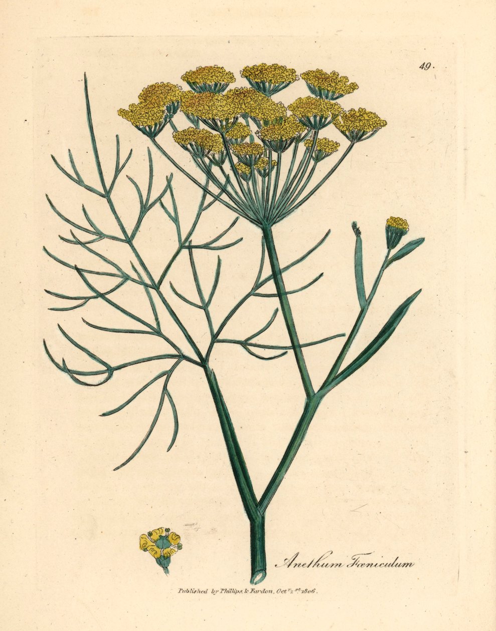 Sárga virágú édeskömény, Anethum foeniculum, James Sowerby botanikai illusztrációjáról William Woodville-ből és Sir William Jackson Hooker 1832-es "Medical Botany" című művéből (kézzel színezett rézmetszet) alkotó: James (after) Sowerby